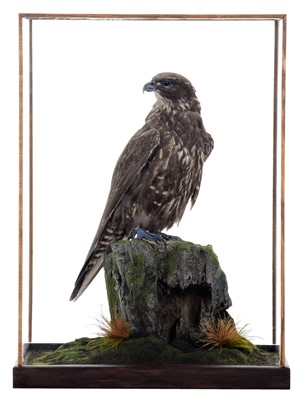 Lot 243 - Taxidermy: A Cased Black Gyr Falcon (Falco...