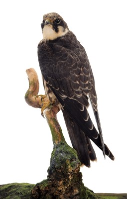 Lot 53 - Taxidermy: A Cased European Hobby (Falco...