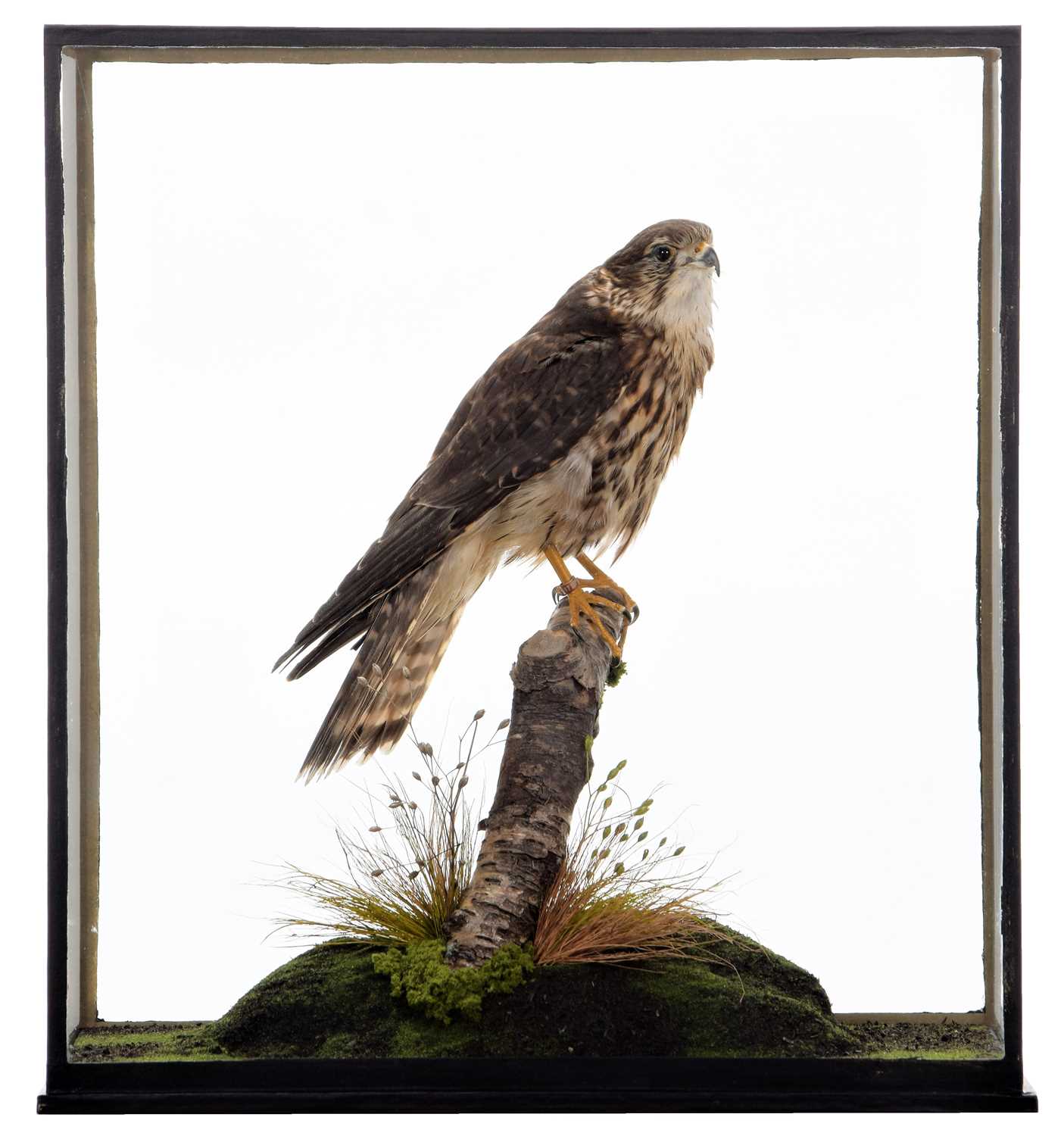 Lot 101 - Taxidermy: A Cased European Merlin (Falco...