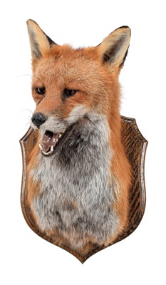 Lot 322 - Taxidermy: A European Red Fox (Vulpes vulpes),...