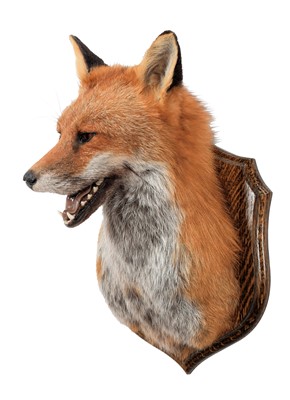Lot 322 - Taxidermy: A European Red Fox (Vulpes vulpes),...