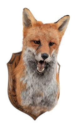 Lot 322 - Taxidermy: A European Red Fox (Vulpes vulpes),...