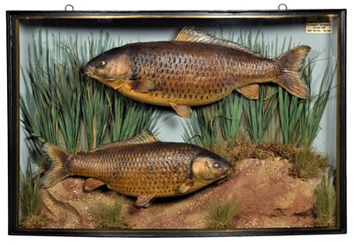 Lot 160 - Taxidermy: A Cased Pair of Common Carp...