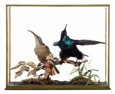 Lot 318 - Taxidermy: A Late Victorian Cased Pair of...