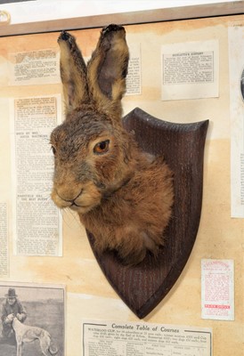 Lot 323 - Taxidermy: A Cased European Hare Mask &...