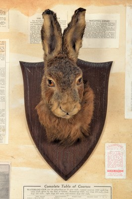 Lot 323 - Taxidermy: A Cased European Hare Mask &...