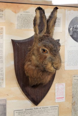 Lot 323 - Taxidermy: A Cased European Hare Mask &...