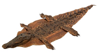 Lot 141 - Taxidermy: Nile Crocodile (Crocodylus...