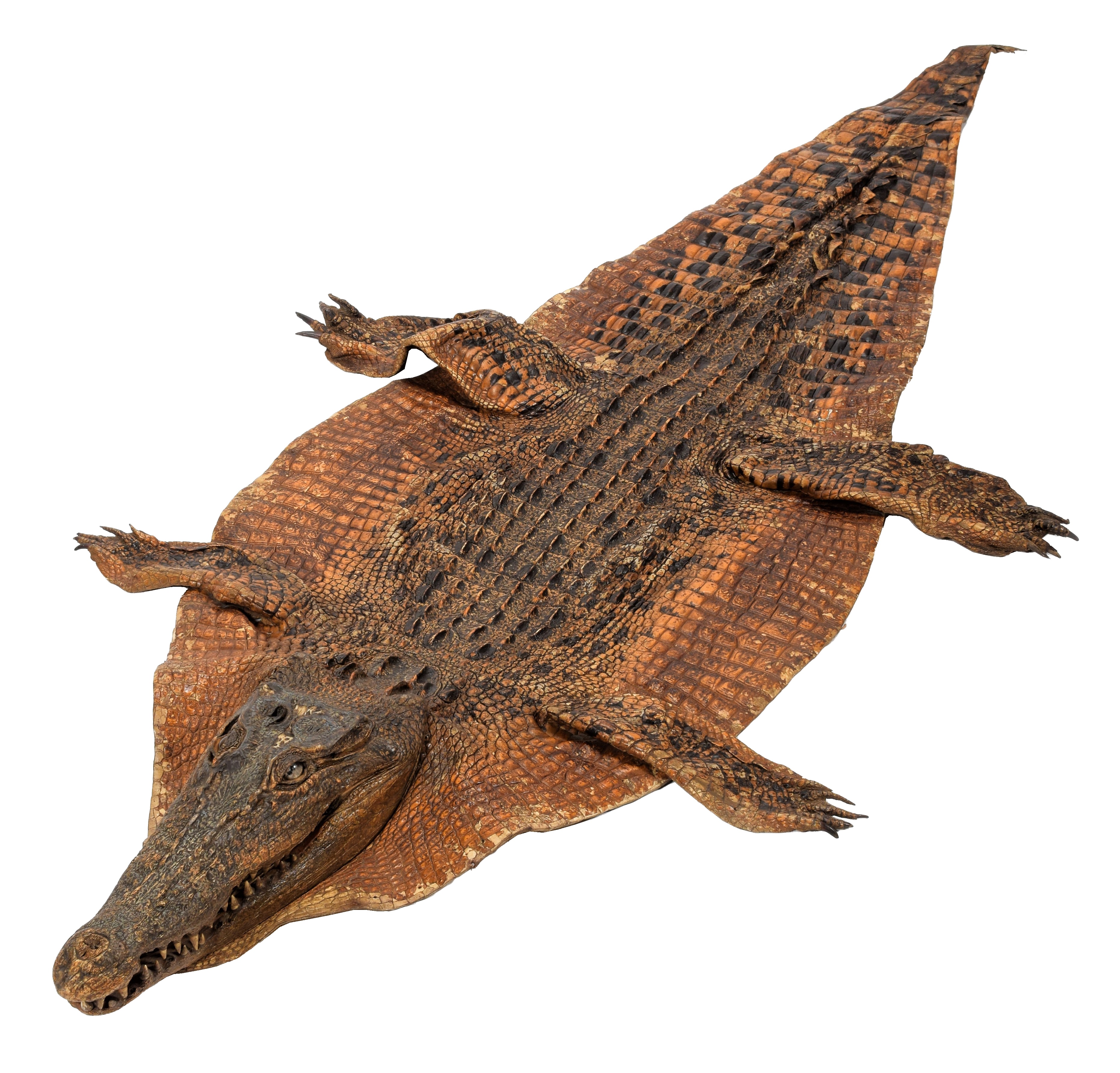 A LARGE AND IMPRESSIVE TAXIDERMY NILE CROCODILE FLAT SKIN With