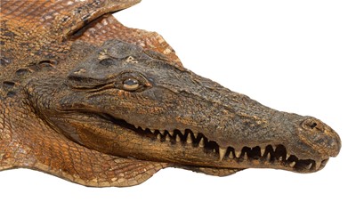 Lot 141 - Taxidermy: Nile Crocodile (Crocodylus...