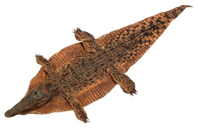 Lot 141 - Taxidermy: Nile Crocodile (Crocodylus...