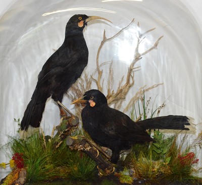 Lot 247 - Taxidermy: A Cased Re-creation of a Family of...
