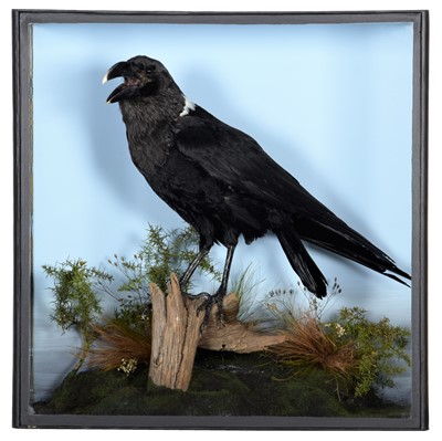 Lot 180 - Taxidermy: A White-necked Raven (Corvus...