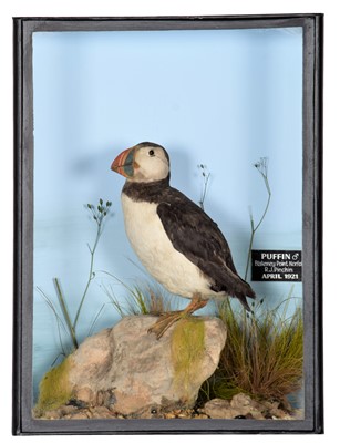 Lot 326 - Taxidermy: A Cased Atlantic Puffin (Fratercula...