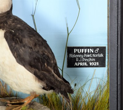 Lot 326 - Taxidermy: A Cased Atlantic Puffin (Fratercula...