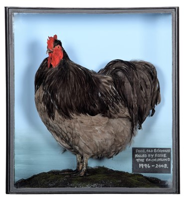 Lot 30 - Taxidermy: A Cased Orpington Chicken (Gallus...
