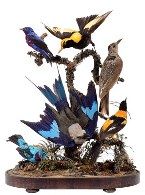 Lot 366 - Taxidermy: A Late Victorian Display of...