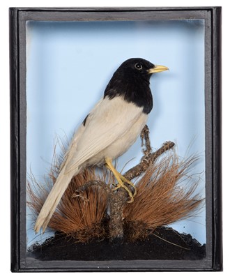 Lot 334 - Taxidermy: A Late Victorian Pied Common...