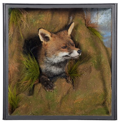 Lot 336 - Taxidermy: A Cased European Red Fox (Vulpes...