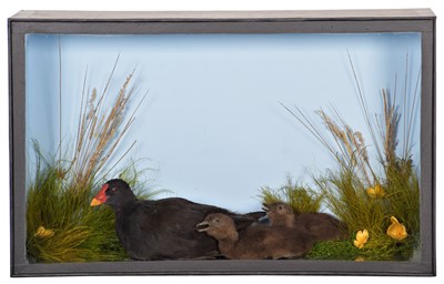 Lot 68 - Taxidermy: A Cased Moorhen Family Diorama...