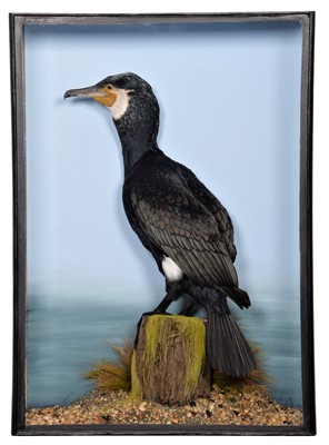 Lot 338 - Taxidermy: A Great Cormorant (Phalacrocorax...