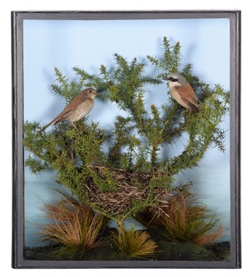 Lot 342 - Taxidermy: A Cased Pair of Red-Backed Shrikes...