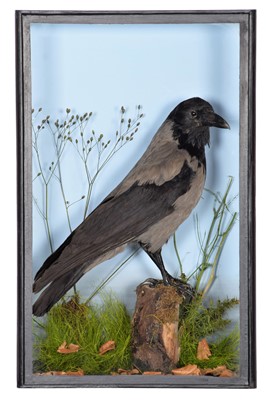 Lot 65 - Taxidermy: A Cased Hooded Crow (Corvus cornix),...