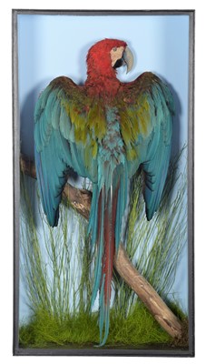 Lot 225 - Taxidermy: A Large Cased Green-winged Macaw...