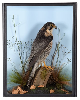 Lot 344 - Taxidermy: A Cased Gyr Falcon X Peregrine...