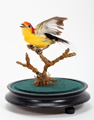 Lot 343 - Taxidermy: A Late Victorian Wire-tailed...