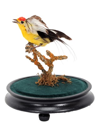 Lot 343 - Taxidermy: A Late Victorian Wire-tailed...