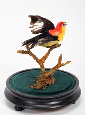 Lot 343 - Taxidermy: A Late Victorian Wire-tailed...