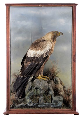 Lot 346 - Taxidermy: A Late Victorian Cased...