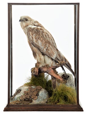 Lot 315 - Taxidermy: A Cased Rough-legged Buzzard (Buteo...