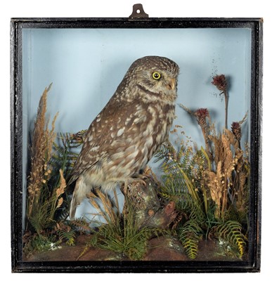 Lot 321 - Taxidermy: A Late Victorian Cased Little Owl...