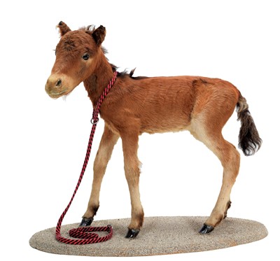 Lot 335 - Taxidermy: A Chestnut Horse Foal (Equus...