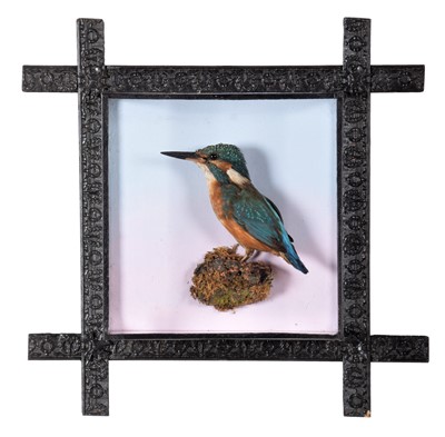 Lot 359 - Taxidermy: A Wall Cased European Kingfisher...