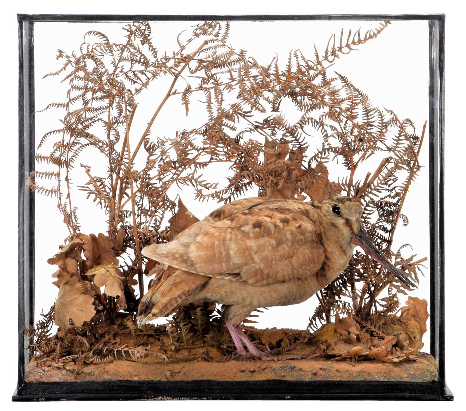 Lot 363 - Taxidermy: A Cased European Woodcock...