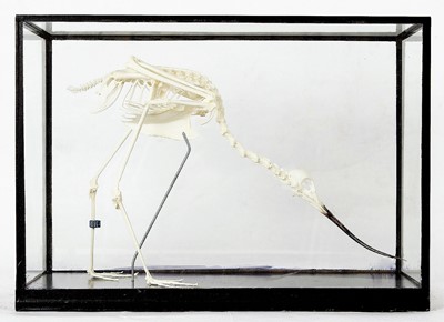 Lot 278 - Skeletons/Anatomy: A Cased Avocet Skeleton...