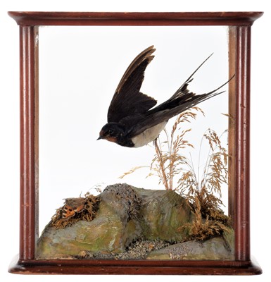 Lot 361 - Taxidermy: A Cased European Barn Swallow in...