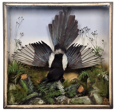 Lot 356 - Taxidermy: A Cased European Magpie (Pica pica),...