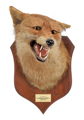 Lot 364 - Taxidermy: Red Fox Mask (Vulpes vulpes), dated...