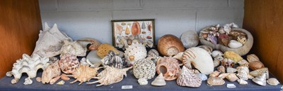 Lot 208 - Conchology: A Collection of World Sea Shells,...