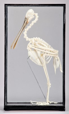 Lot 355 - Skeletons/Anatomy: A Roseate Spoonbill...