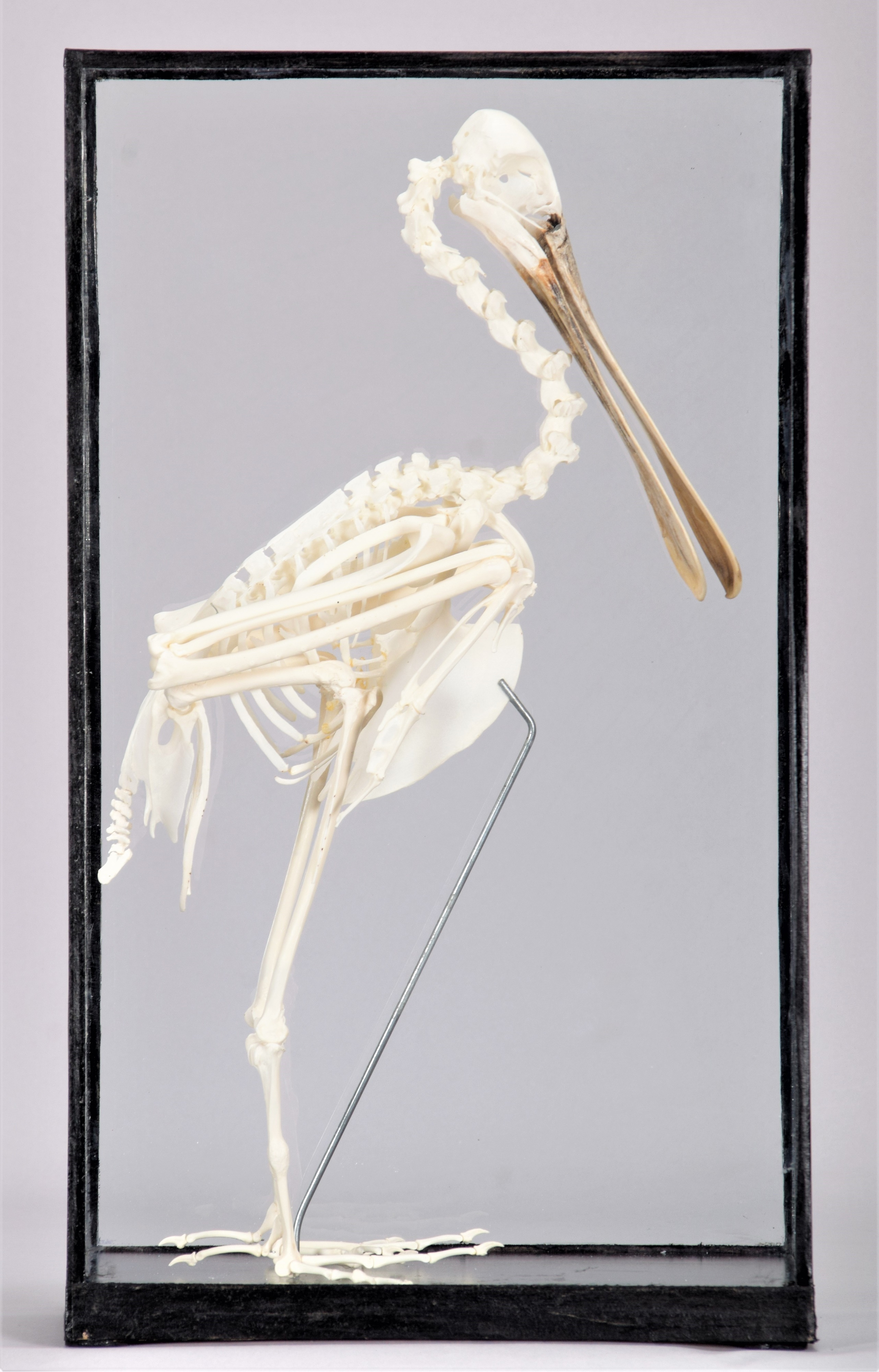 Lot 355 - Skeletons/Anatomy: A Roseate Spoonbill