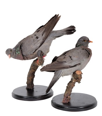 Lot 360 - Taxidermy: A Pair of Stock Doves (Columba...