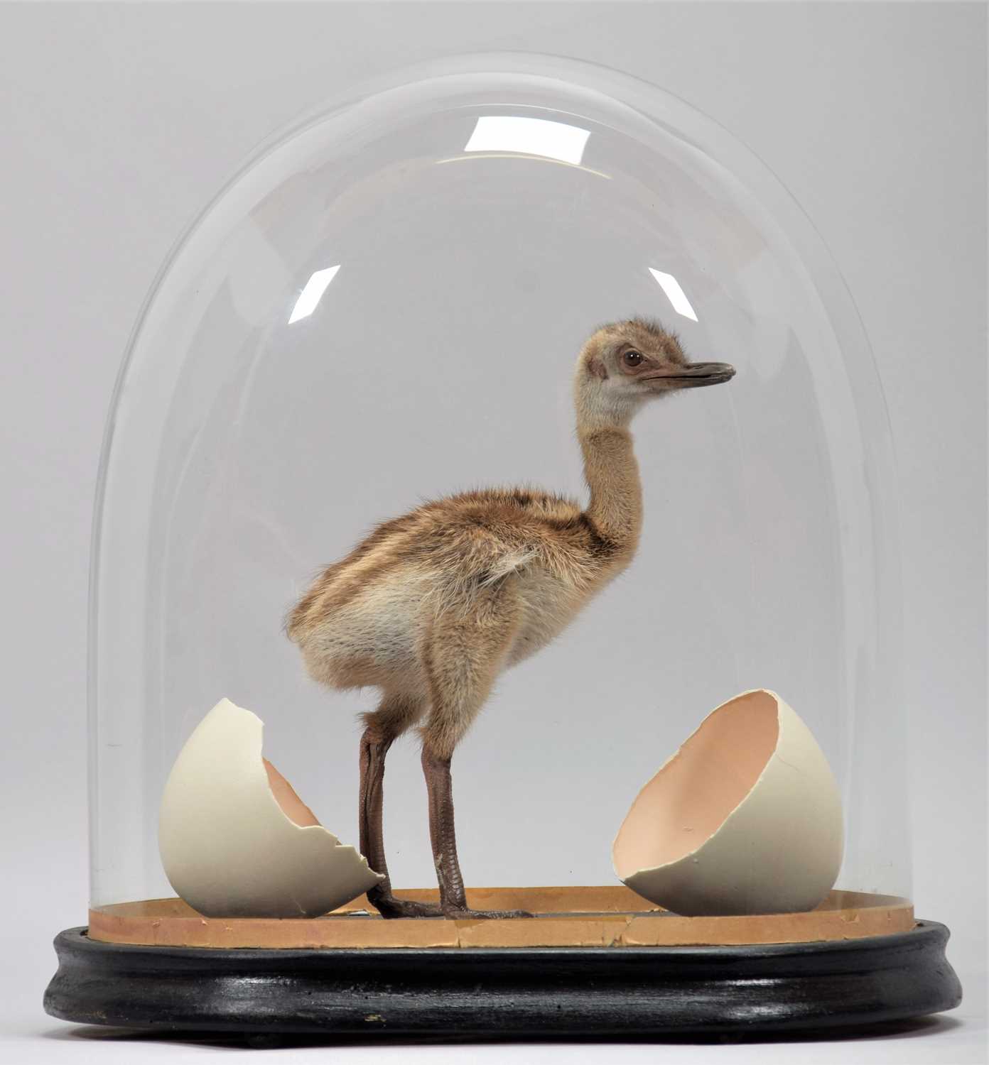 Lot 293 - Taxidermy: A Rhea Chick (Rhea americana),...