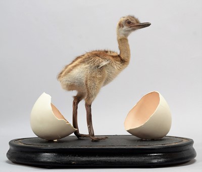 Lot 293 - Taxidermy: A Rhea Chick (Rhea americana),...