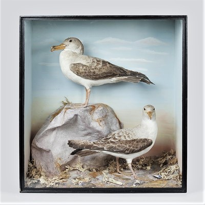 Lot 311 - Taxidermy: A Cased Pair of Fulmars (Fulmarus...