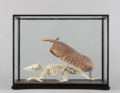 Lot 340 - Skeletons/Anatomy: A Cased Banded Armadillo...